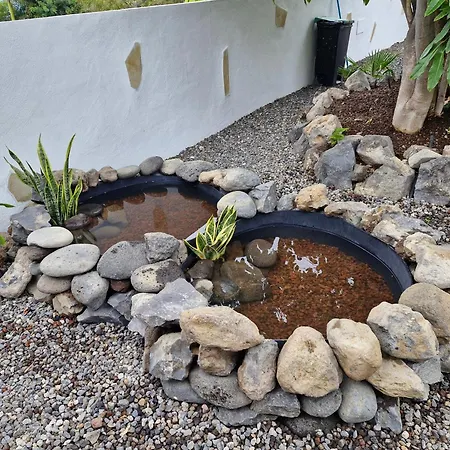 Palmeras B Güímar